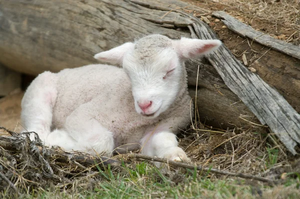 Young lamb on the farm — Stock Photo, Image