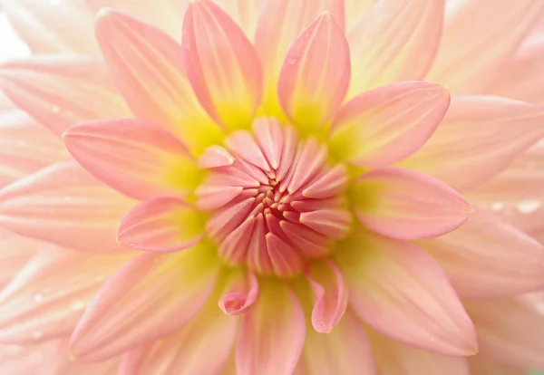 Τέλεια Ντάλια λουλούδι — Φωτογραφία Αρχείου