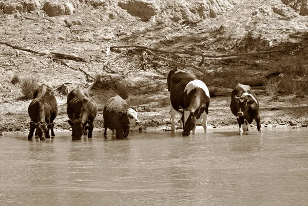 Krowy w rzece — Zdjęcie stockowe