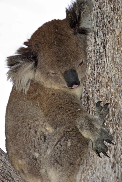Koala in tree — Stock Photo, Image