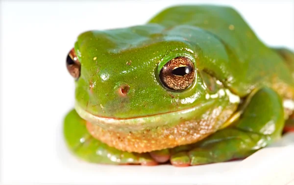 Velká zelená žába — Stock fotografie