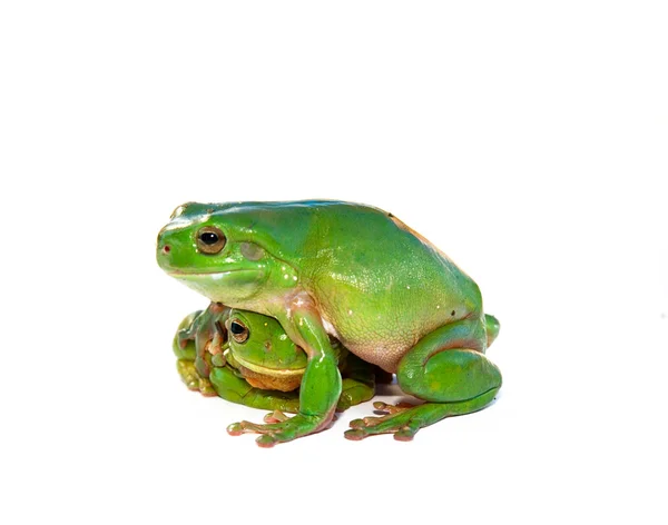 Frog being consoled — Stock Photo, Image