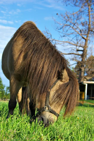 Horse eating grass — Stock Photo, Image