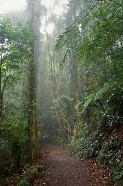 Esőerdő — Stock Fotó