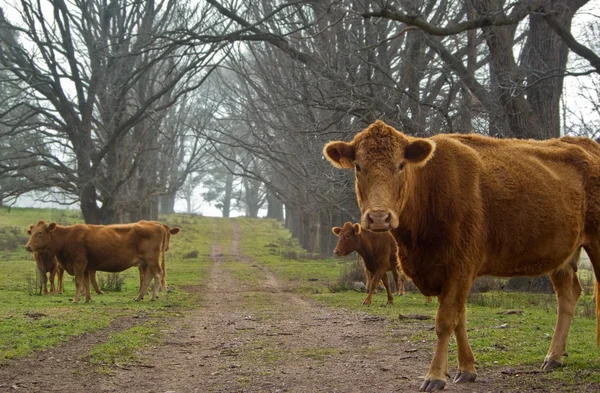 Vacas en la carretera — Foto de Stock