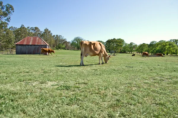 田野里的奶牛 — 图库照片