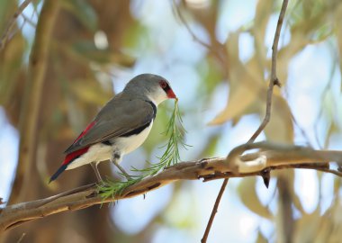 Diamond firetail finch with branch clipart