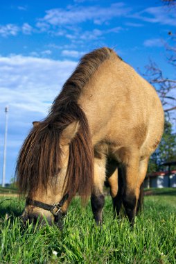 Mini horse eating grass clipart