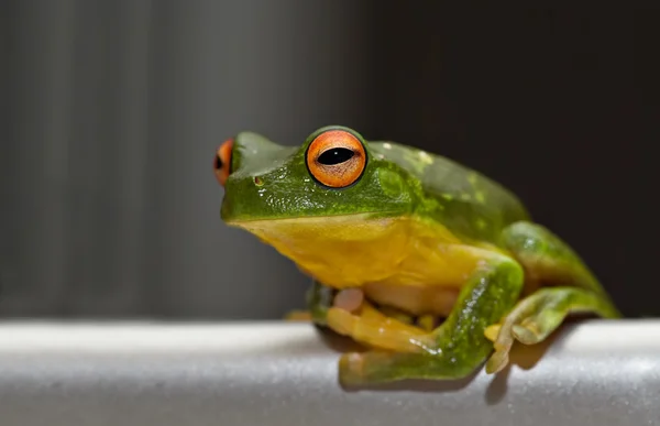 Tree frog op metaal — Stockfoto