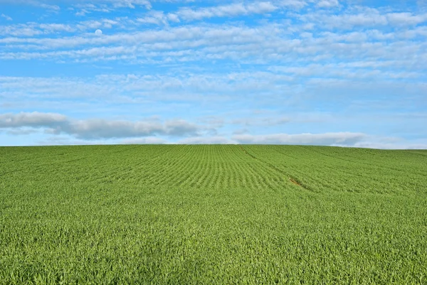 Пышная зелёная трава — стоковое фото