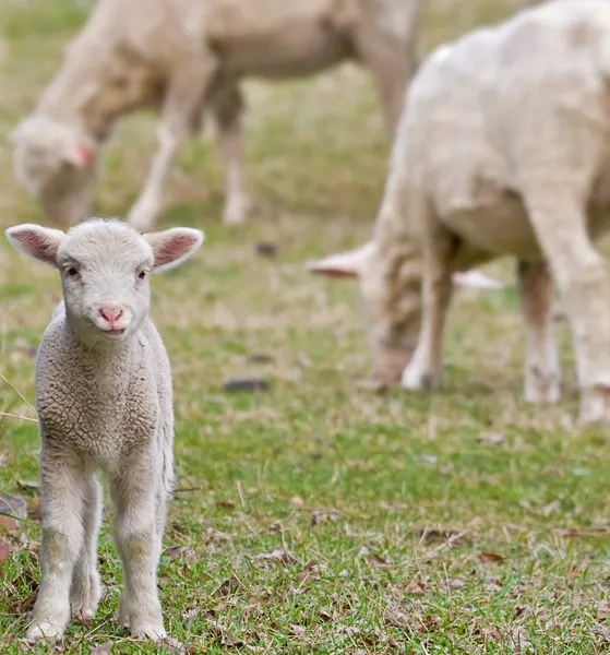 Cute lamb on farm — Stock Photo, Image
