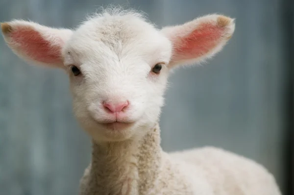 農場で子羊 — ストック写真