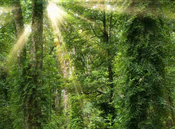 Sinar matahari di hutan hujan — Stok Foto