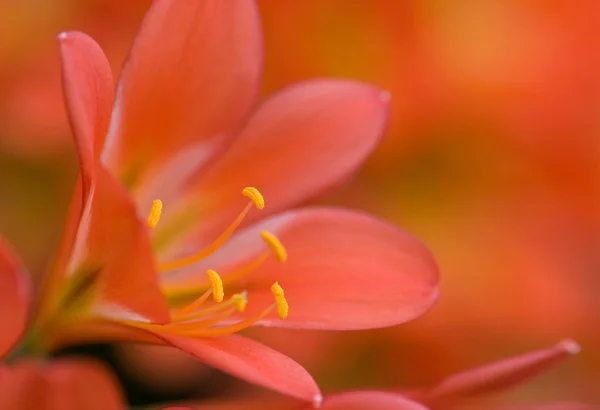 红色 clivea 花 — 图库照片