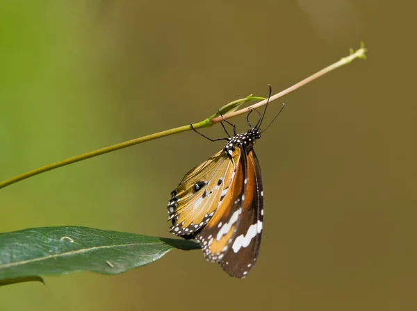蝶のまわりで掛かる — ストック写真