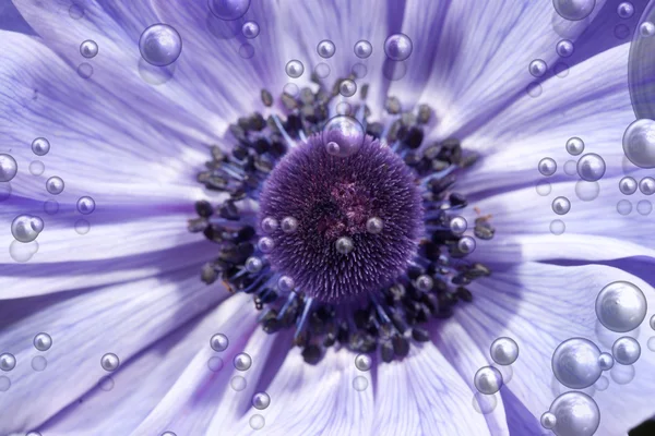 Purple flower with bubbles — Stock Photo, Image