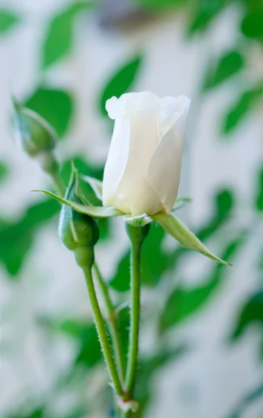 Rosa blanca única — Foto de Stock