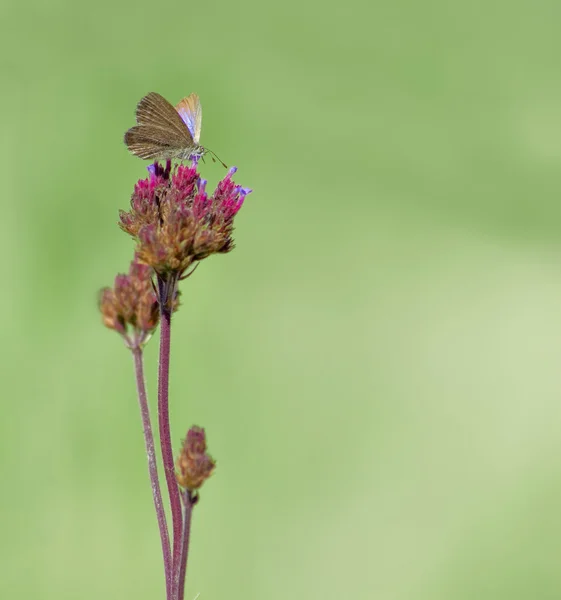 Fjäril på blomma — Stockfoto