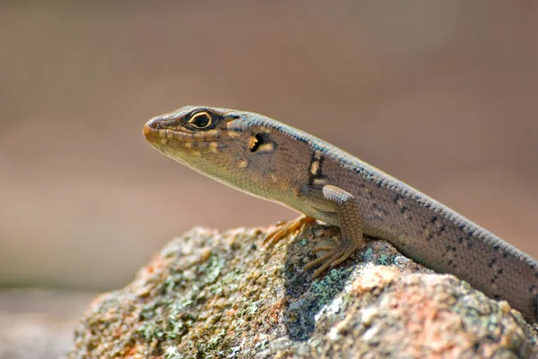 Lizard on rock — Stock Photo, Image