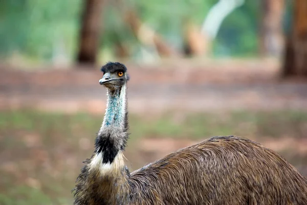 Ausztrál emu — Stock Fotó