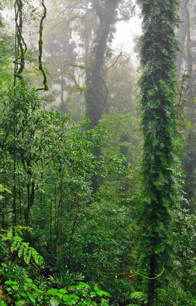 Δάσος βροχής — Φωτογραφία Αρχείου