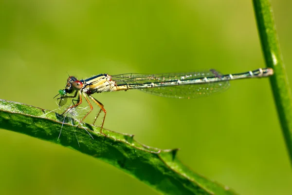 Dragonfly που τρώει — Φωτογραφία Αρχείου