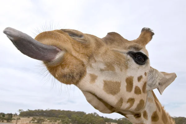 Girafa de perto com a língua — Fotografia de Stock