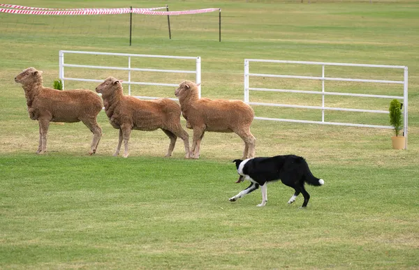 Πρόβατα δοκιμές σκυλιών — Φωτογραφία Αρχείου