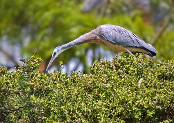 White faced heron on a hedge — Stock Photo, Image