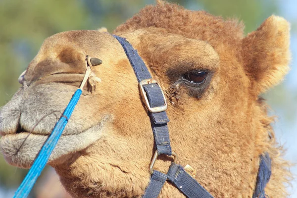 Cara de camelo engraçado — Fotografia de Stock