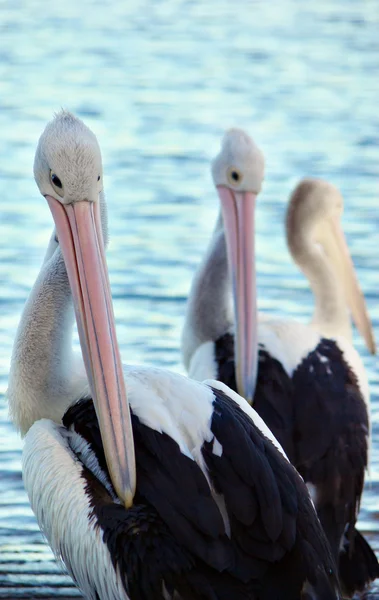 Tři pelikáni — Stock fotografie