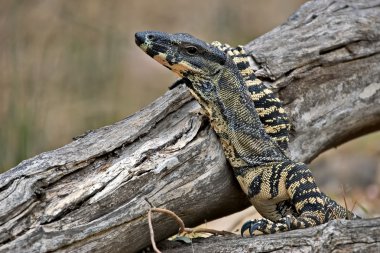 Lace monitor with head raised clipart