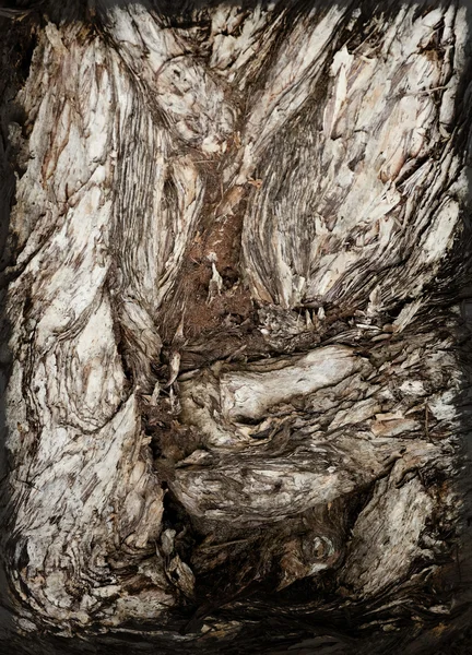 木の樹皮の要約 — ストック写真