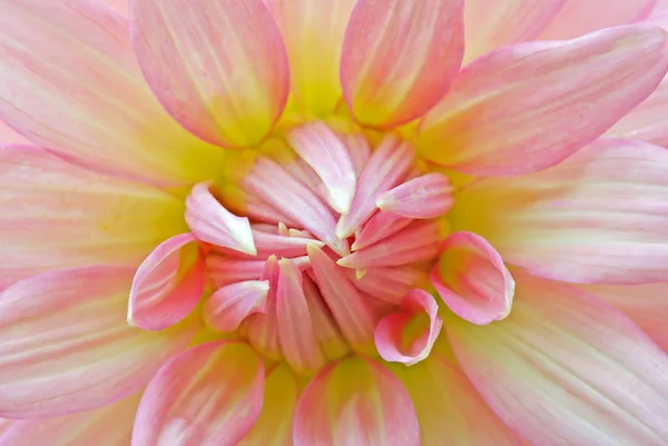 Flor de crisântemo rosa — Fotografia de Stock