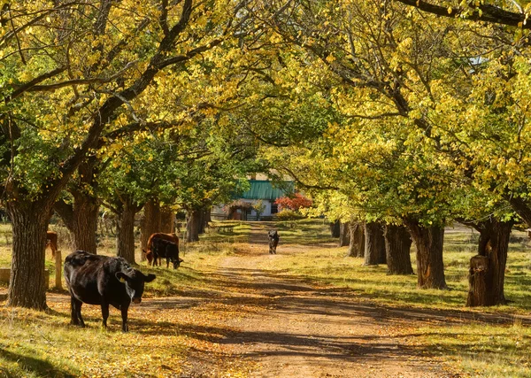 Vaca e árvores na estrada — Fotografia de Stock