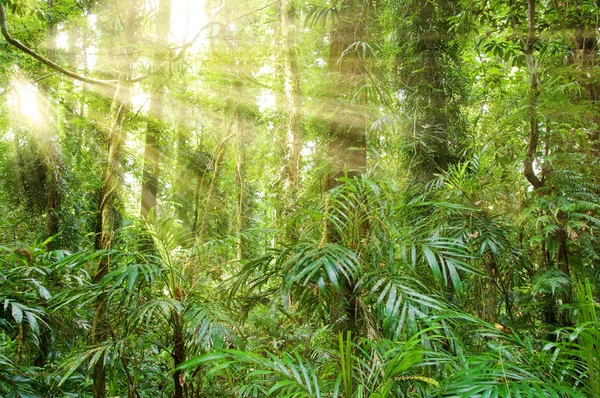 Lumière du soleil dans la forêt tropicale dorrigo patrimoine mondial — Photo