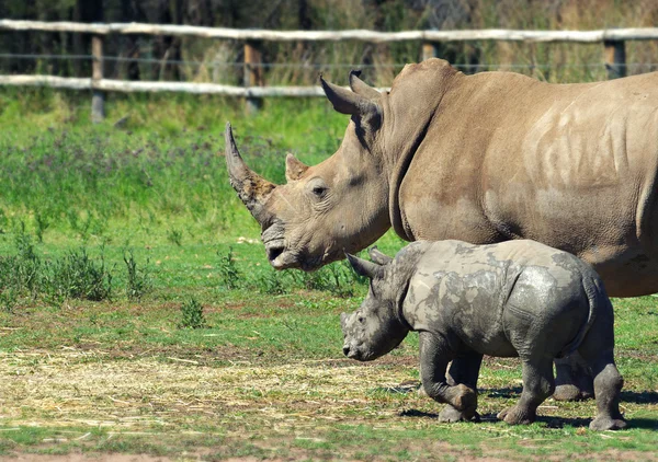 Moeder en baby rhino — Stockfoto