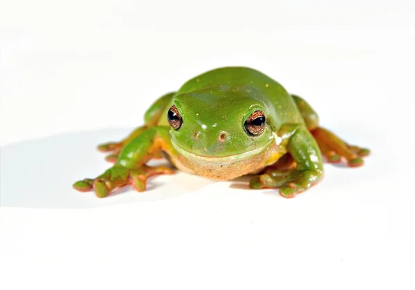 在白色背景上的绿色树蛙。 — 图库照片