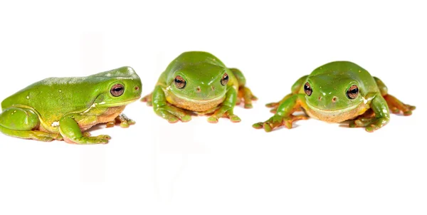 Tre frosker på rad – stockfoto