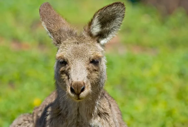 Kangur z bliska — Zdjęcie stockowe