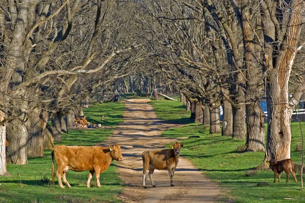 Коровы на дороге — стоковое фото