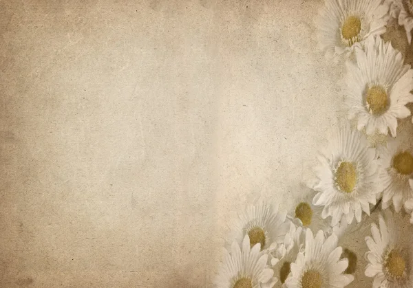 Квітка пергамент — стокове фото