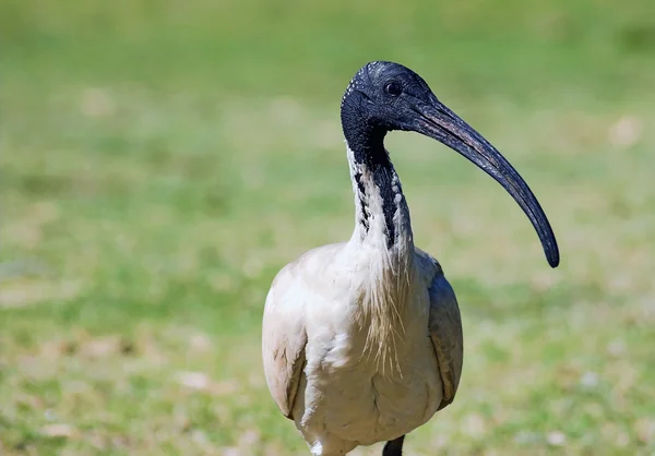 Australisk ibis — Stockfoto