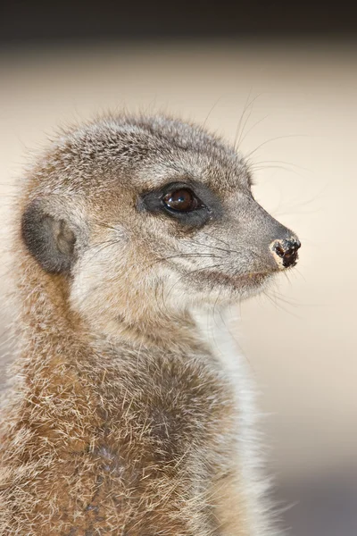 Meerkat — Stockfoto