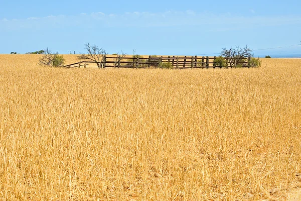 在字段中的小麦畜栏 — 图库照片