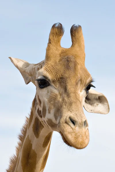 Düşünceli zürafa — Stok fotoğraf