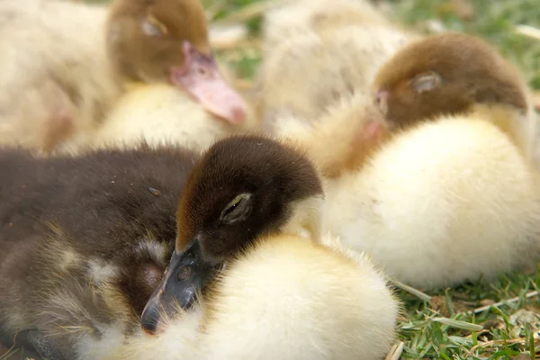 Three ducklings asleep on the grass — Stock Photo, Image