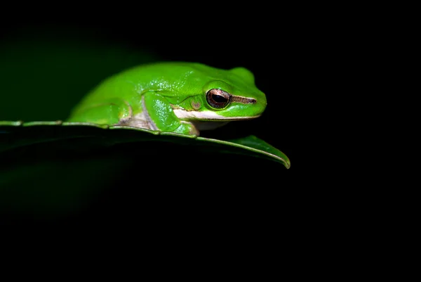 Malá žába — Stock fotografie
