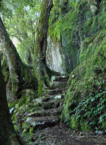 Path through the rainforest — Stock Photo, Image