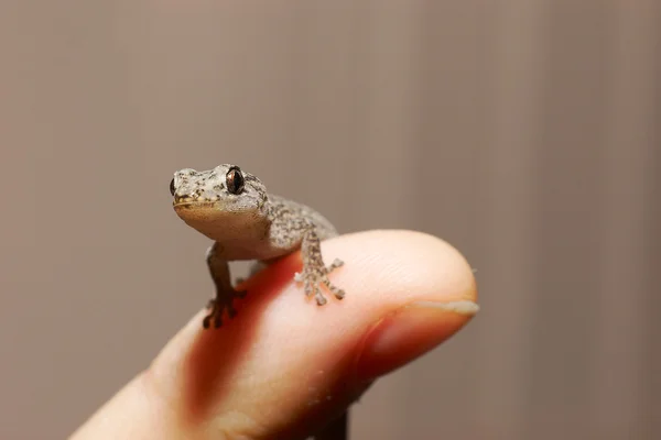 Gecko marmoreado — Fotografia de Stock